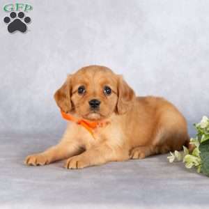 Stacy, Miniature Golden Retriever Puppy